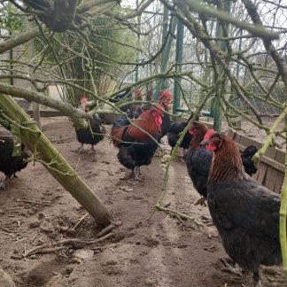 French Marans (Blue and Black copper) - 1 hatching eggs