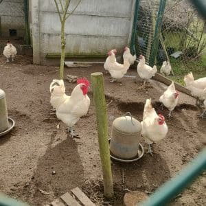 Poule de Bresse - 1 hatching eggs