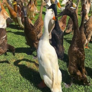 Indische Laufente – 1 Brutei