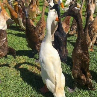 Indian Runner Duck - 1 Hatching Eggs