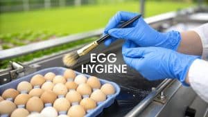 Een persoon met blauwe handschoenen gebruikt een borstel om bruine eieren in een doos schoon te maken, met de tekst EI-HYGIËNE erboven. Op de achtergrond staat een schaal met groene planten en een buitenlandschap.