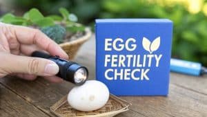 Een hand schijnt met een zaklamp op een wit ei dat in een klein mandje ligt, naast een blauw doosje met het opschrift 'EI-VRUCHTBAARHEIDSCONTROLE' op een houten oppervlak met groen op de achtergrond.