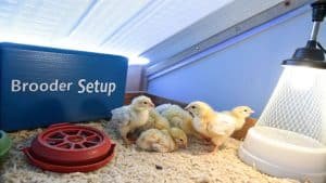 Verschillende gele kuikens staan op houtkrullen in een broedmachine onder een warmtelamp, naast een rode voederbak en een blauwe doos met het label Brooder Setup.