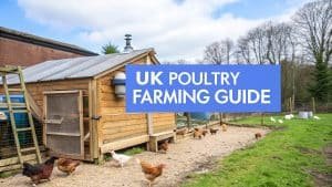 Een houten kippenhok met scharrelkippen buiten op een boerderij. De tekst "UK Poultry Farming Guide" is over de afbeelding heen gelegd. Bomen en een grasveld zijn zichtbaar op de achtergrond.