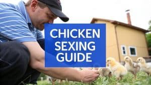Een man hurkt op gras bij een aantal kuikens, met een huis op de achtergrond. Grote blauwe tekst in het midden luidt: CHICKEN SEXING GUIDE.