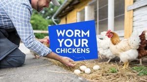 Een man knielt op de grond naast een kippenhok en houdt een blauw bord vast met de tekst 'ONTWORM JE KIPPEN'. Hij staat naast wat bruine kippen en eieren op stro.