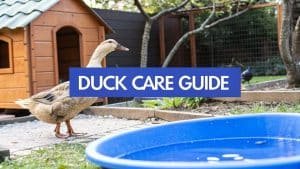 Een bruine eend staat bij een blauwe plastic bak met water in een achtertuin met een houten eendenhok. De tekst overlay luidt: 'Eendenverzorgingsgids'.