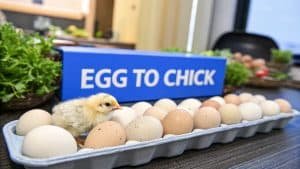 Een geel kuiken staat op een schaal met eieren voor een blauw bordje met de tekst VAN EI TOT KUIKEN. Op de achtergrond zijn groen en eieren neergelegd.